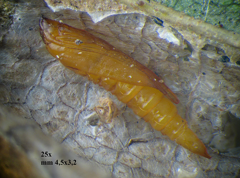 Phyllonorycter su ontano con parassitoidi